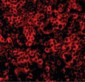 CASP4 / Caspase 4 Antibody (N-Terminus)